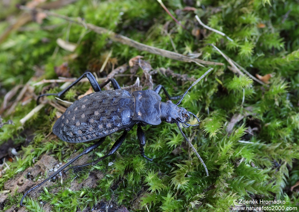 střevlík hrbolatý, Carabus variolosus variolosus (Brouci, Coleoptera)